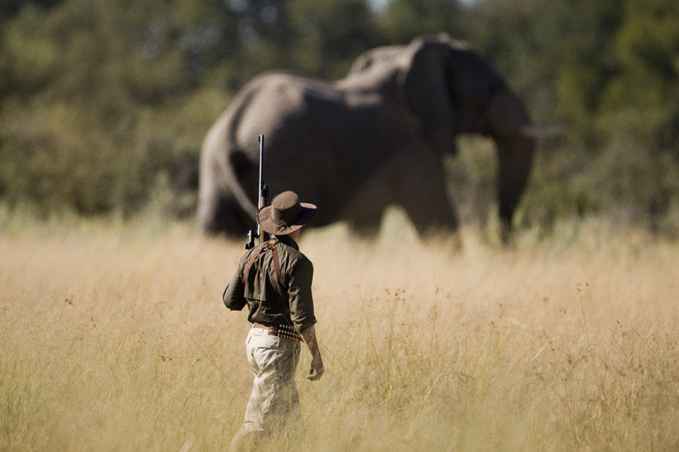 elephant hunting chris dorsey