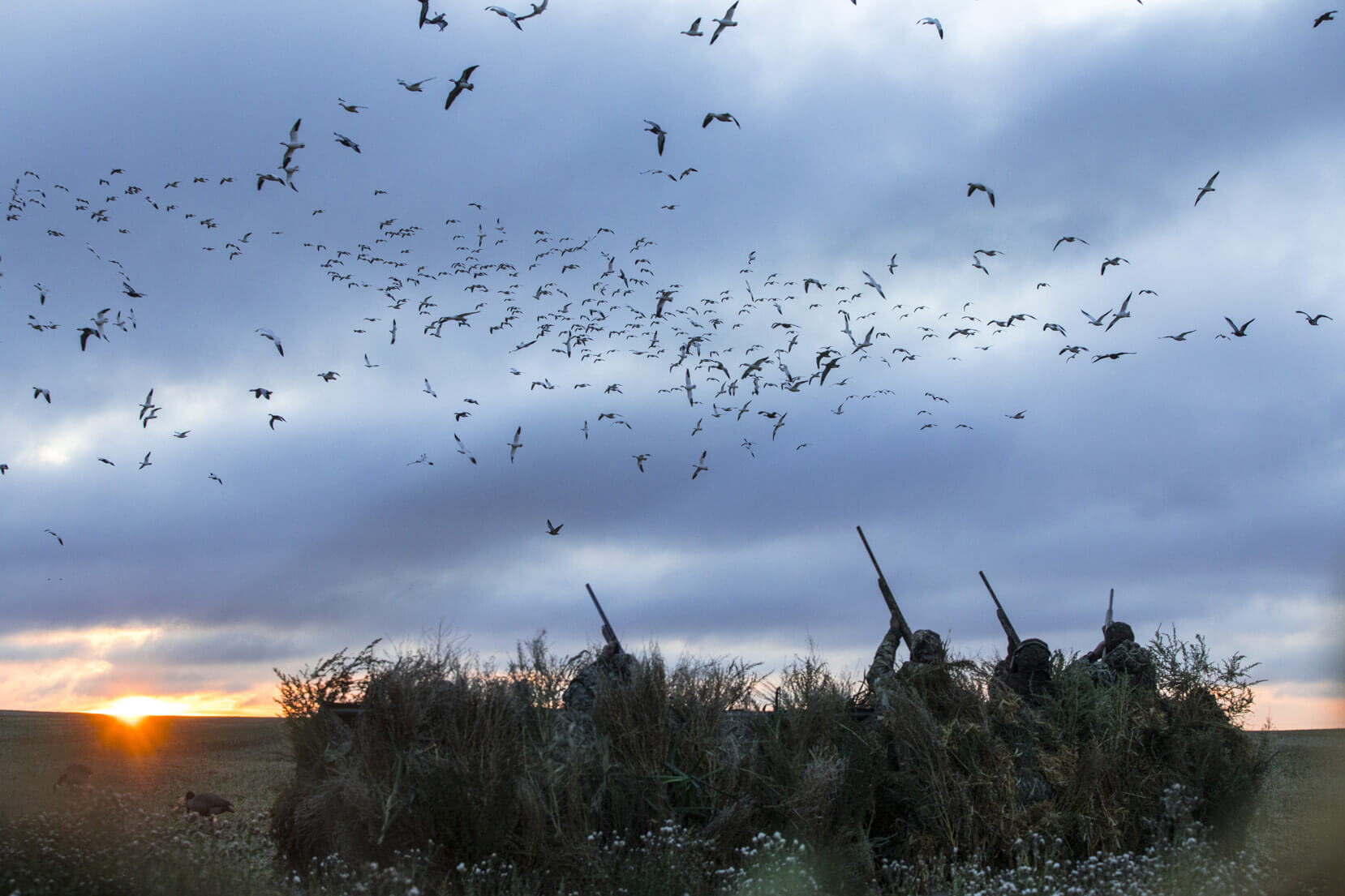 geese hunting chris dorsey